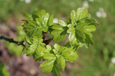 Quercus robur 'Facrist' - dub letní - jarní listy
